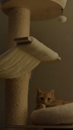 Rothaarige Kater abzugeben