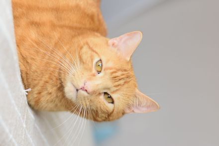 Rothaarige Kater abzugeben