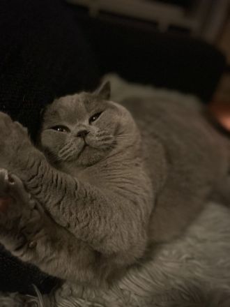 BKH Blue Xl Kater