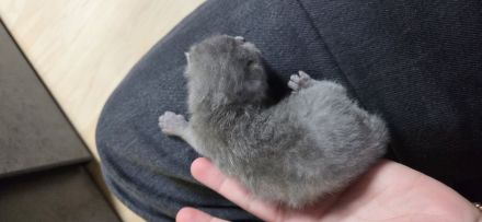 Süße Britisch Kurzhaar kitten ab Mitte/Ende Juli