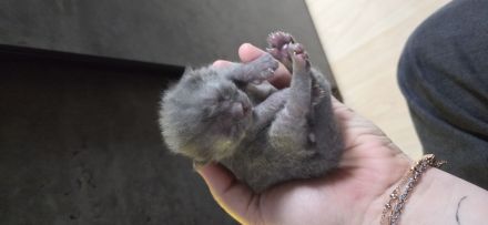 Süße Britisch Kurzhaar kitten ab Mitte/Ende Juli