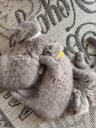 British Kurzhaar Kitten suchen ein liebevolles Zuhause