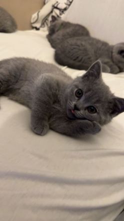 British Kurzhaar Kitten suchen ein liebevolles Zuhause