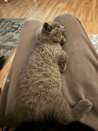 British Kurzhaar Kitten suchen ein liebevolles Zuhause