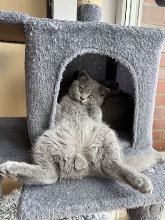 British Kurzhaar Kitten suchen ein liebevolles Zuhause