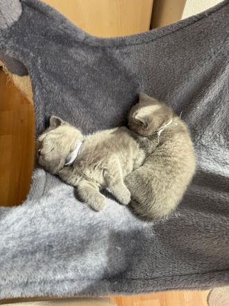 British Kurzhaar Kitten suchen ein liebevolles Zuhause
