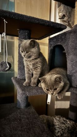 British Kurzhaar Kitten suchen ein liebevolles Zuhause