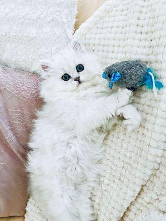 Traumhaftes Perser Chinchilla Katerchen mit klassischem Näschen sucht liebevolles Zuhause