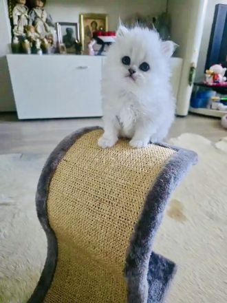 Traumhaftes Perser Chinchilla Katerchen mit klassischem Näschen sucht liebevolles Zuhause