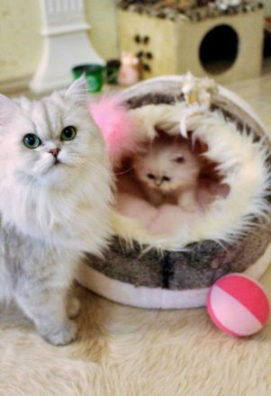Traumhaftes Perser Chinchilla Katerchen mit klassischem Näschen sucht liebevolles Zuhause