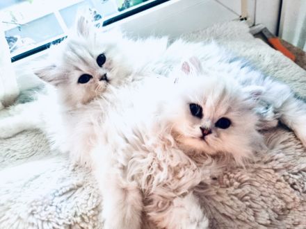 Traumhaftes Perser Chinchilla Katerchen mit klassischem Näschen sucht liebevolles Zuhause