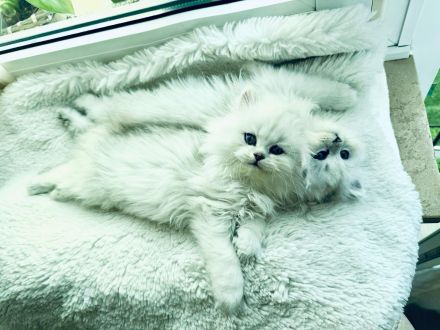 Traumhaftes Perser Chinchilla Katerchen mit klassischem Näschen sucht liebevolles Zuhause