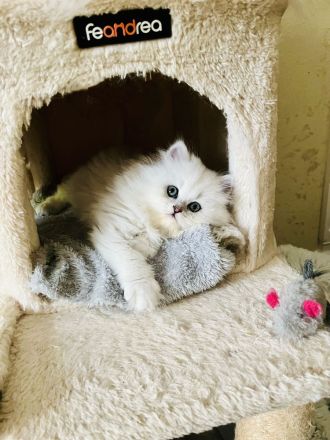 Traumhaftes Perser Chinchilla Katerchen mit klassischem Näschen sucht liebevolles Zuhause