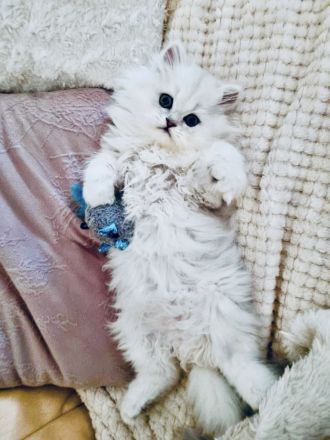 Traumhaftes Perser Chinchilla Katerchen mit klassischem Näschen sucht liebevolles Zuhause