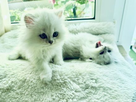 Traumhaftes Perser Chinchilla Katerchen mit klassischem Näschen sucht liebevolles Zuhause