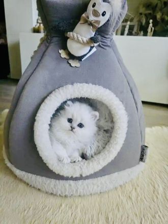 Traumhaftes Perser Chinchilla Katerchen mit klassischem Näschen sucht liebevolles Zuhause