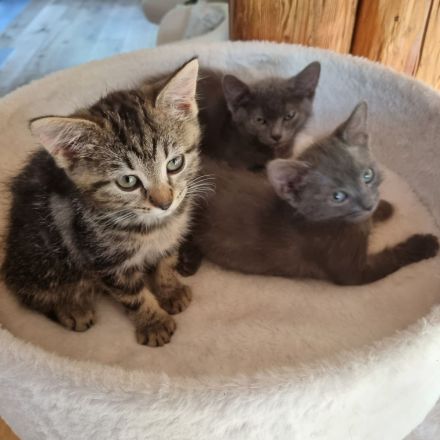 Sibirische Waldkatzen Mischlinge