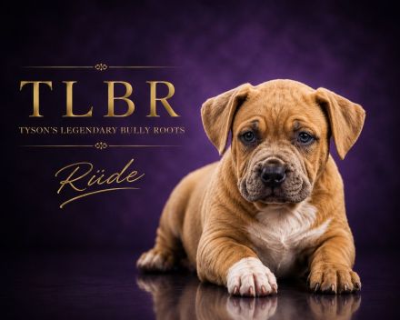 American Bully