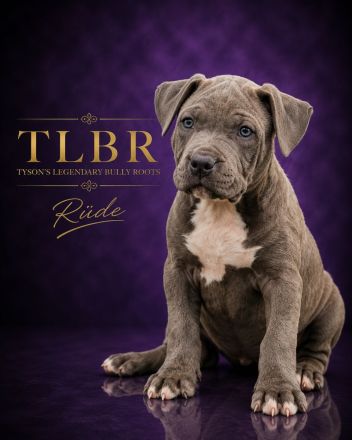American Bully