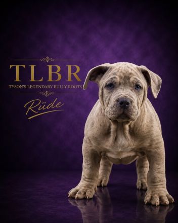 American Bully