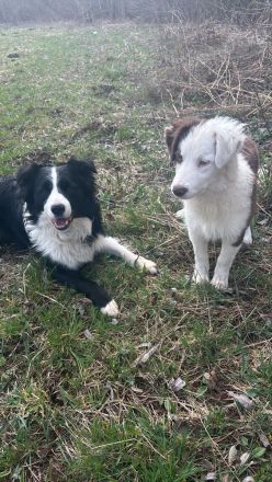 Border collie Hund