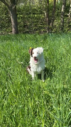 Border collie Hund