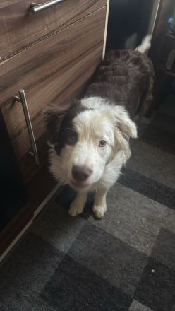 Border collie Hund
