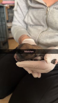 Welpen suchen ein Zuhause