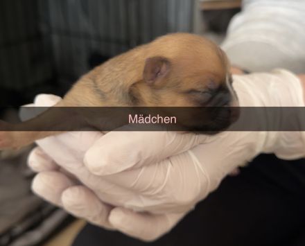 Welpen suchen ein Zuhause