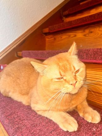 BKH Deckkater sucht nette Dame