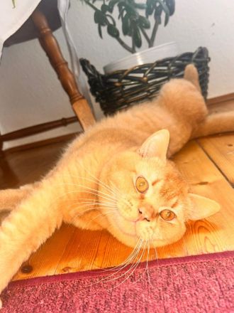 BKH Deckkater sucht nette Dame