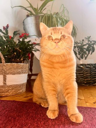 BKH Deckkater sucht nette Dame