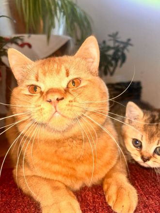 BKH Deckkater sucht nette Dame