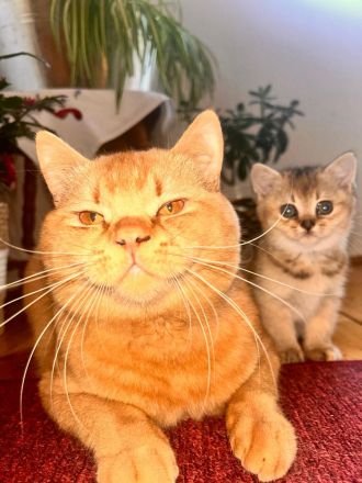 BKH Deckkater sucht nette Dame