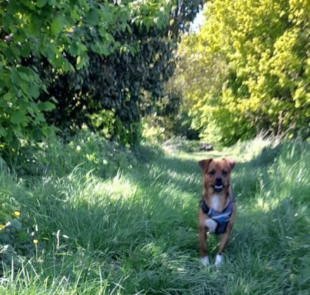 Alfie brauch leider ein neues Zuhause
