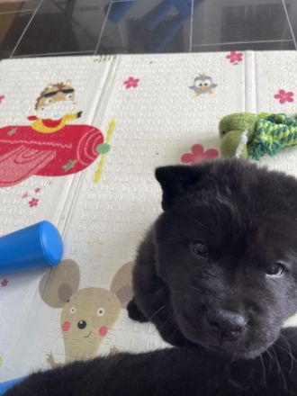 Liebevolle Chow-Chow Welpen suchen ein neues Zuhause