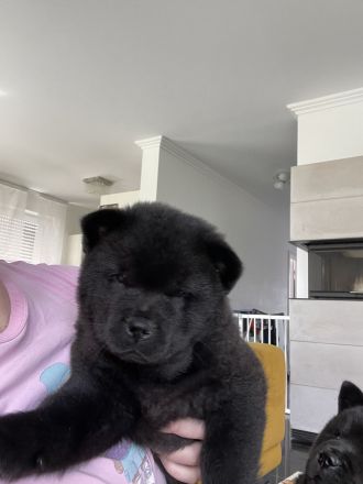Liebevolle Chow-Chow Welpen suchen ein neues Zuhause