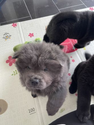 Liebevolle Chow-Chow Welpen suchen ein neues Zuhause