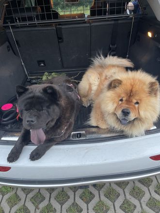 Liebevolle Chow-Chow Welpen suchen ein neues Zuhause