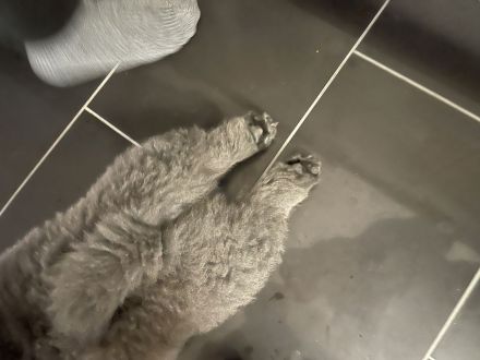 Liebevolle Chow-Chow Welpen suchen ein neues Zuhause