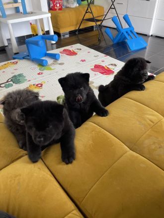Liebevolle Chow-Chow Welpen suchen ein neues Zuhause