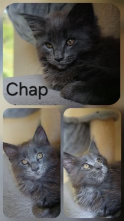Typvoller Maine Coon Kater in liebevolle Hände abzugeben