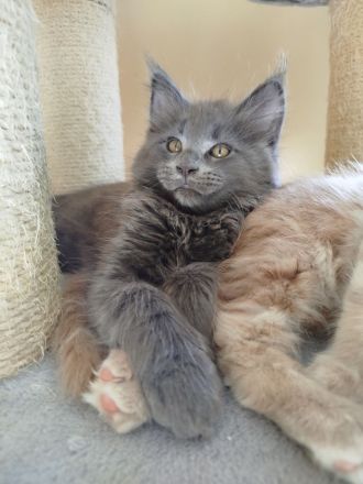 Typvoller Maine Coon Kater in liebevolle Hände abzugeben