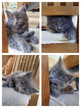 Reinrassige Maine Coon Kitten