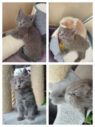 Reinrassige Maine Coon Kitten