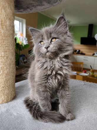 Typvoller Maine Coon Kater in liebevolle Hände abzugeben