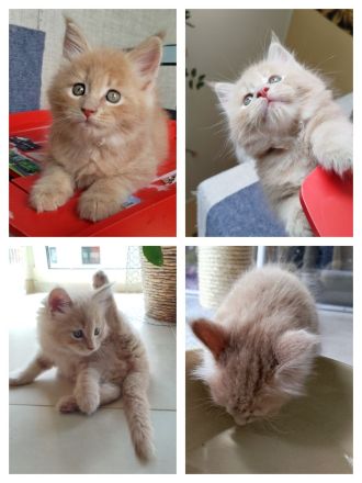 Reinrassige Maine Coon Kitten