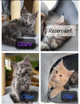 Reinrassige Maine Coon Kitten