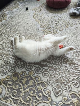 Langhaare Persische Katze sucht ein neues Zuhause
