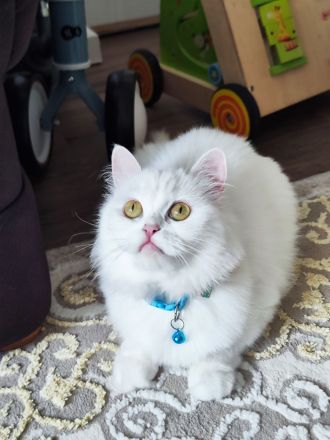 Langhaare Persische Katze sucht ein neues Zuhause